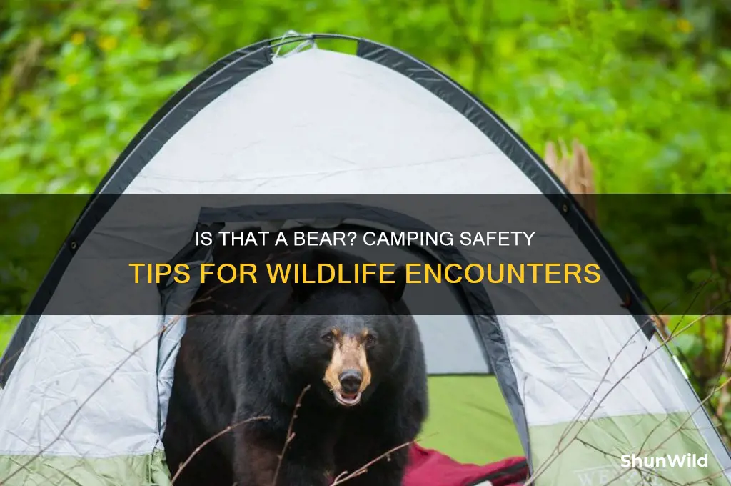 is that a bear camping