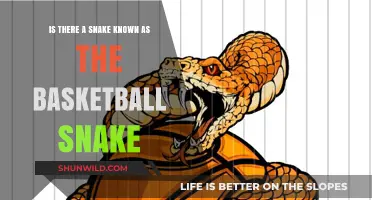 Basketball Snake: Fact or Fiction?