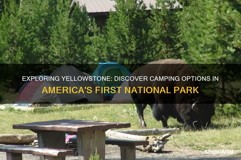 is there camping in yellowstone