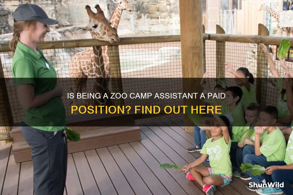 is zoo camp assistant paid