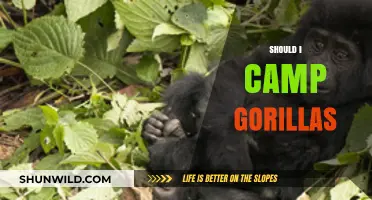 Should You Camp with Gorillas? Ethical and Practical Considerations