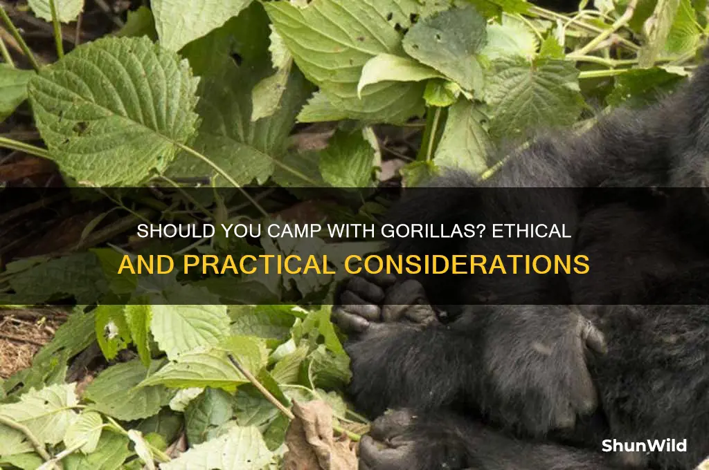 should i camp gorillas