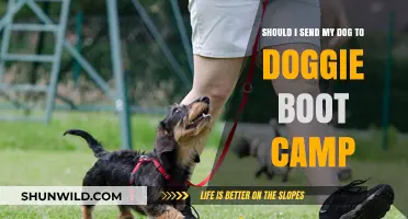 Doggie Boot Camp: Is It the Right Choice for Your Dog?