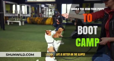 Puppy Boot Camp: Effective Training or Unnecessary Stress?