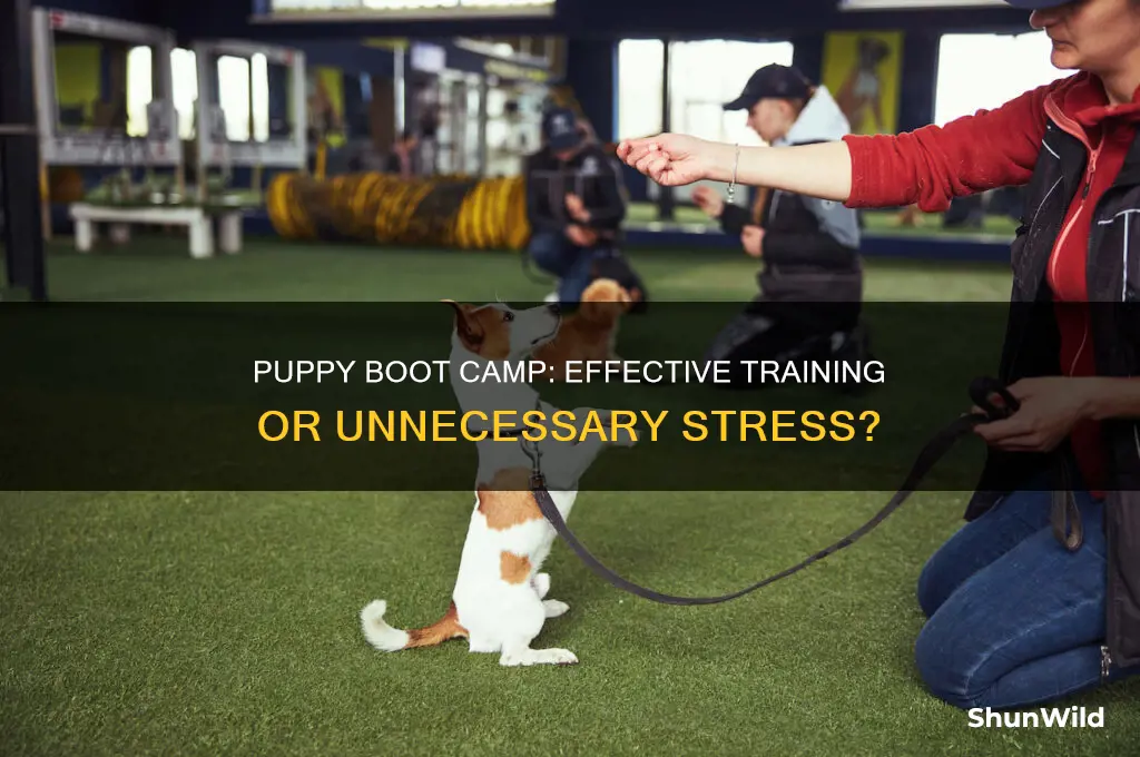 should you send your puppy to boot camp