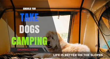 Should You Bring Your Dog Camping? Pros, Cons, and Tips
