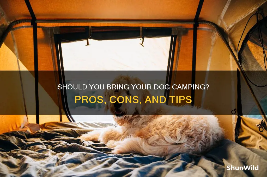 should you take dogs camping