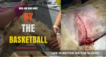 Air Bud's Basketball Injury: Was He Hurt?
