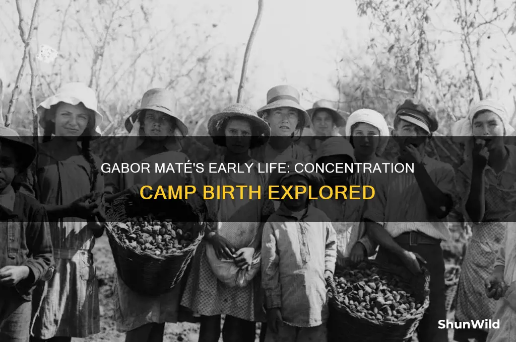 was gabor mate born in a concentration camp