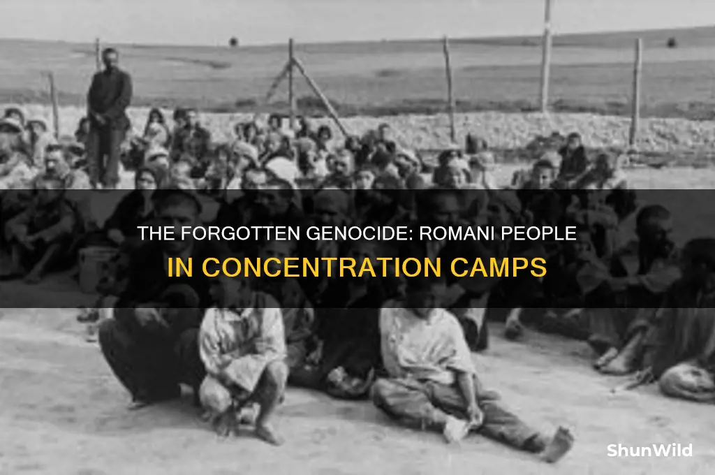 were romani people thrown in concentration camps