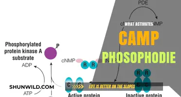 Unveiling the Key Triggers of cAMP Phosphodiesterase Activation