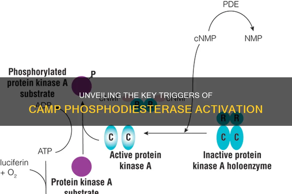 what activates camp phosophodiesterase
