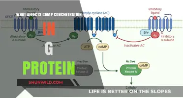 Key Factors Influencing Camp Concentration in G Protein Signaling Pathways