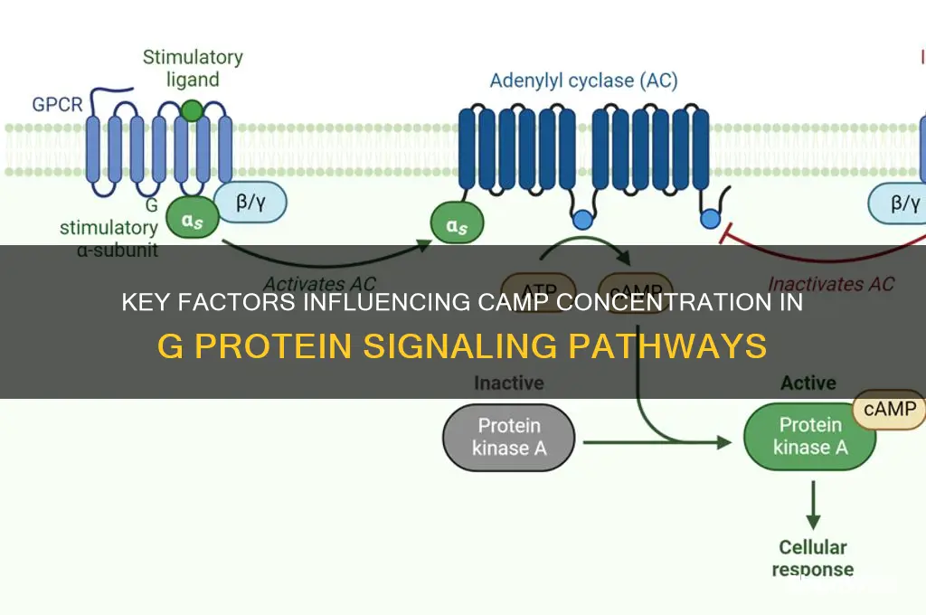 what affects camp concentration in g protein