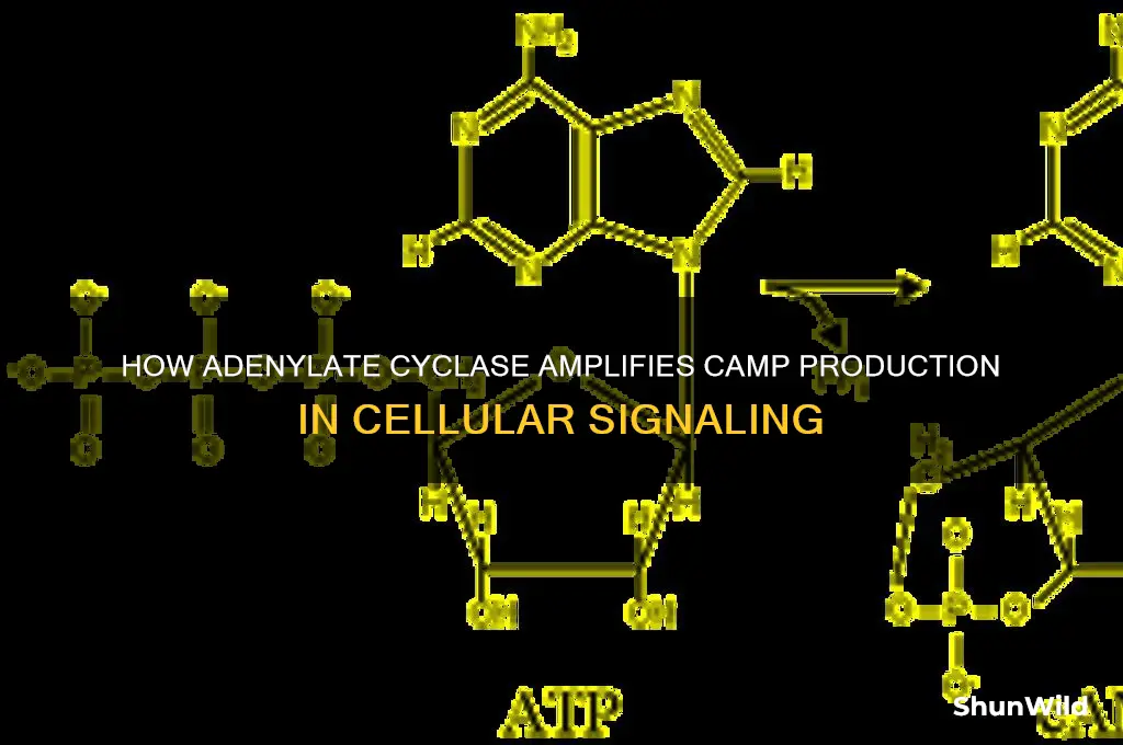 what amplifier enzyme makes camp