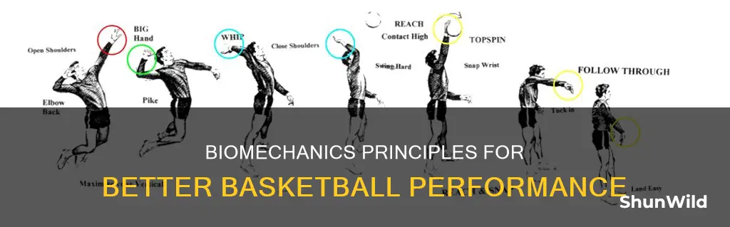 what are 5 biomechanical principles that impact performance in basketball