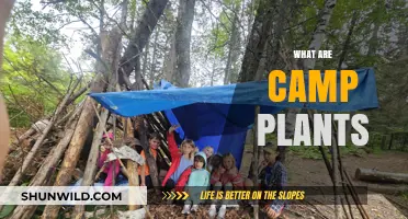 Exploring Camp Plants: Essential Greenery for Outdoor Adventures and Survival