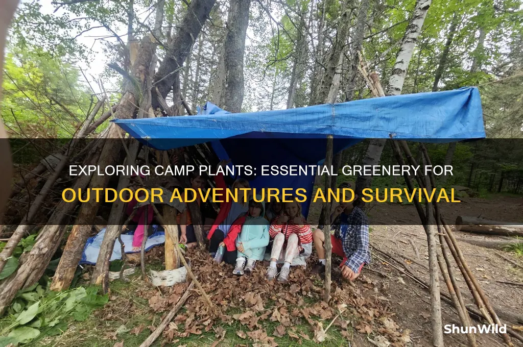 what are camp plants