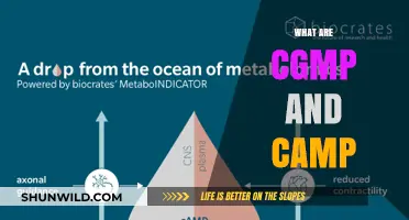 Understanding cGMP and cAMP: Key Regulators in Cellular Processes