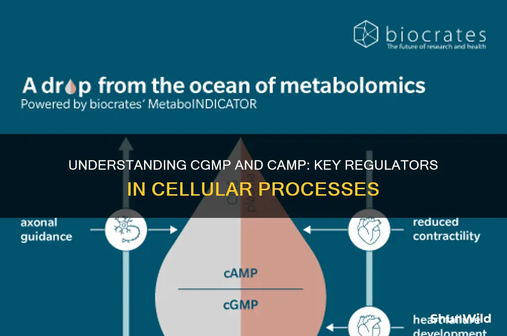 what are cgmp and camp