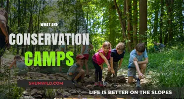 Exploring Conservation Camps: Protecting Nature Through Hands-On Learning