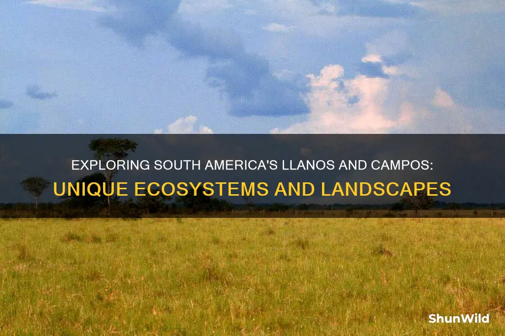 what are llanos and campos