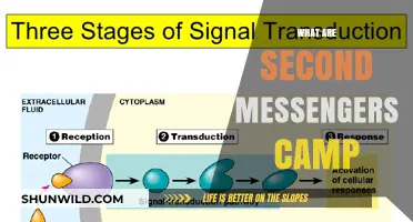 Understanding Second Messengers: The Role of cAMP in Cellular Signaling