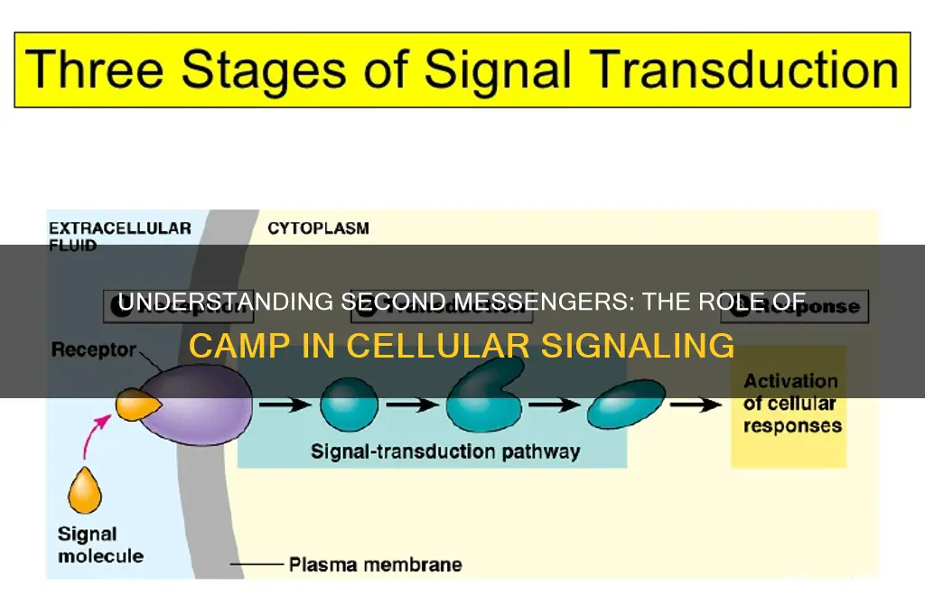 what are second messengers camp