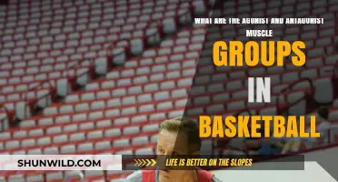 Basketball Muscle Groups: Agonist and Antagonist Pairs