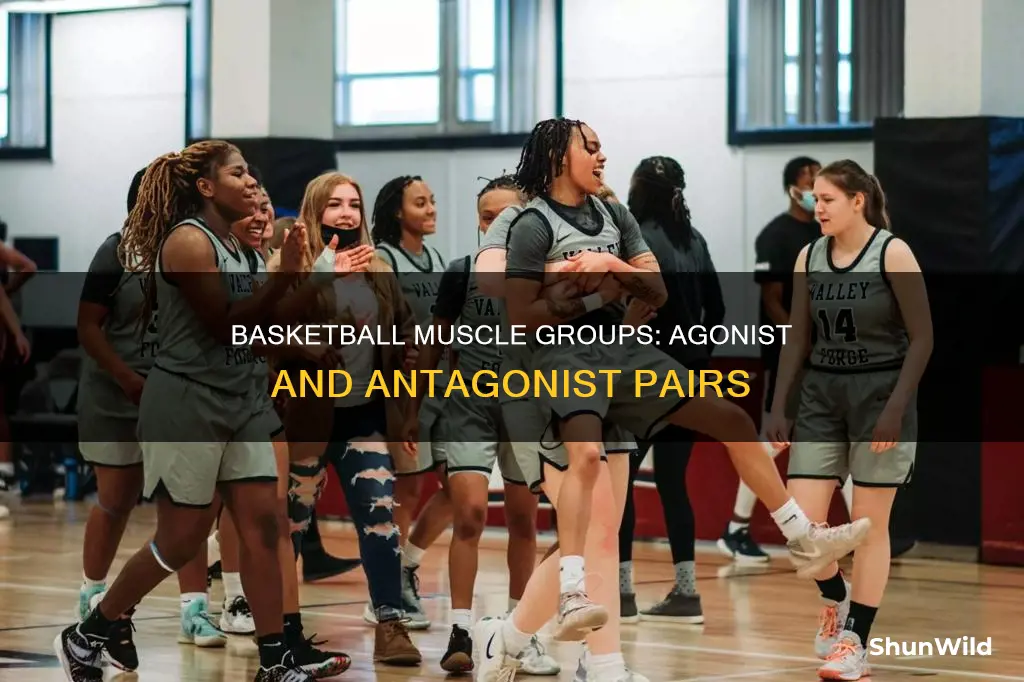 what are the agonist and antagonist muscle groups in basketball