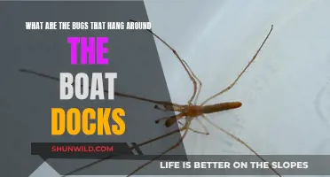 Boat Docks and the Bugs They Attract