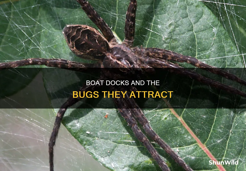 what are the bugs that hang around the boat docks