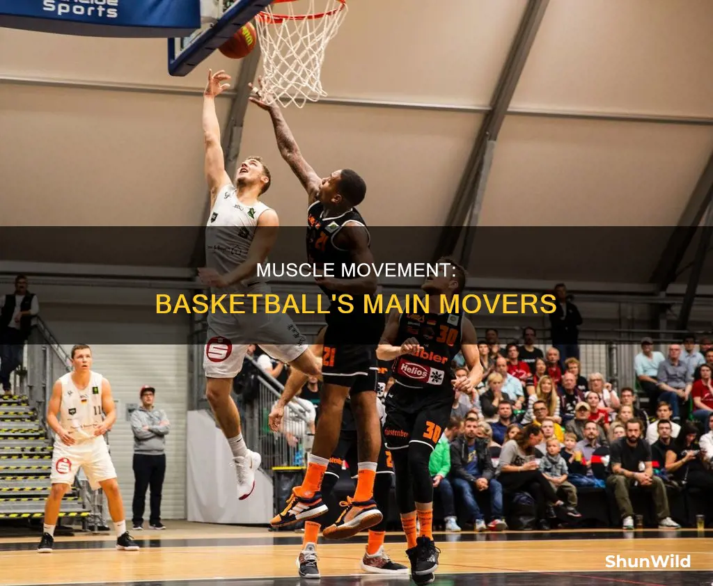 what are the main muscles used in basketball