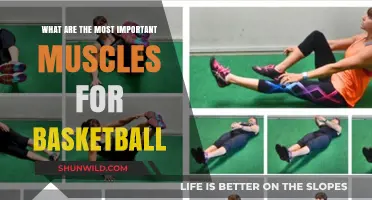 Basketball Muscle Groups: Core, Legs, and Arms