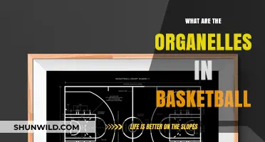 Basketball's Organelles: Powering Players' Performance