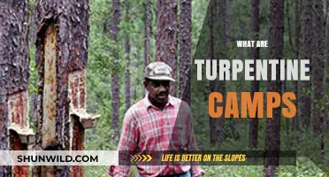 Exploring Turpentine Camps: History, Labor, and Southern Pine Forests
