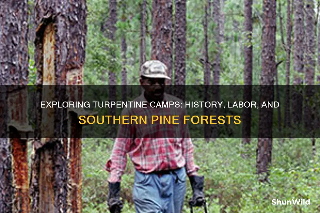 what are turpentine camps