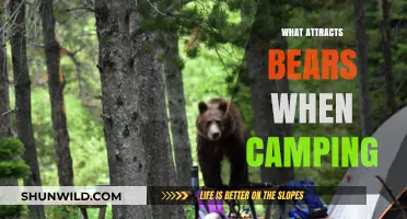 Avoiding Unwanted Guests: What Attracts Bears to Your Campsite