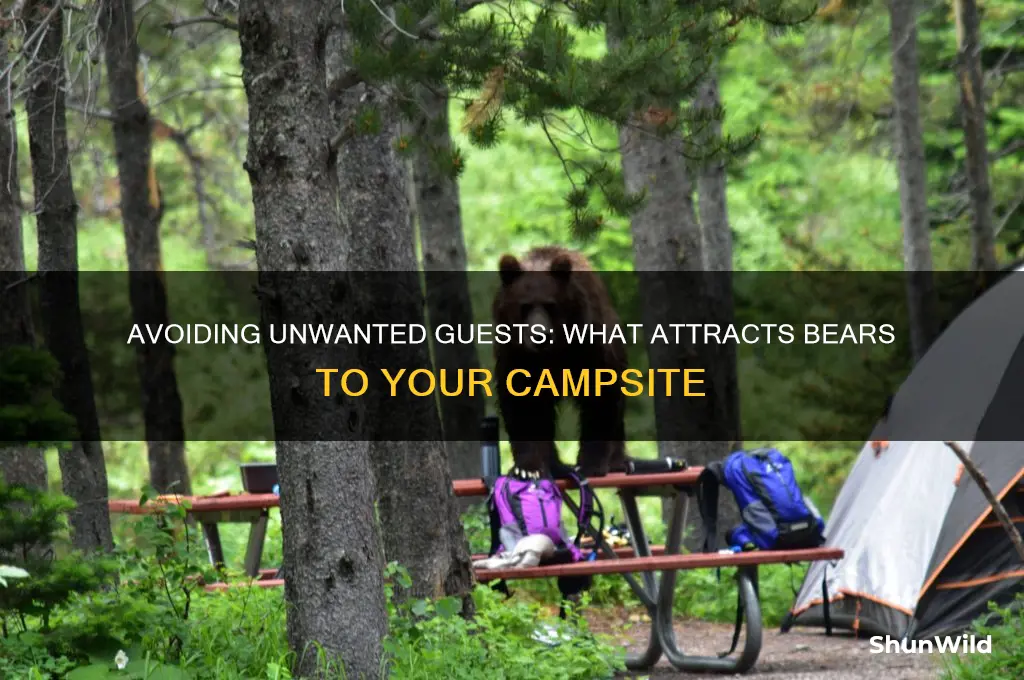 what attracts bears when camping
