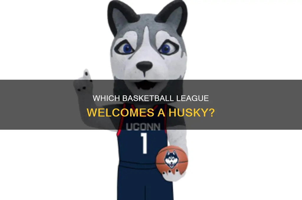 what basketball league has a husky