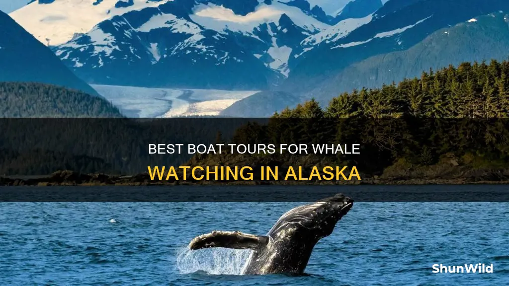 what boat tours have best whale watching results in alaska