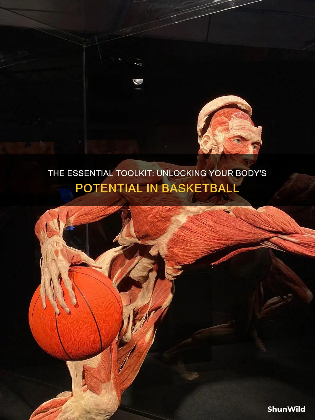 what body parts do you use in basketball