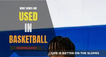 Basketball's Bone-Crushing: Which Bones Take the Heat?