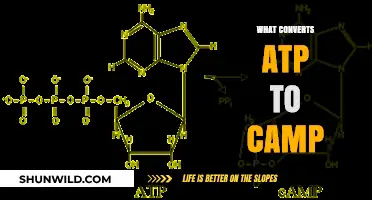 How Adenylate Cyclase Converts ATP to cAMP: A Detailed Explanation