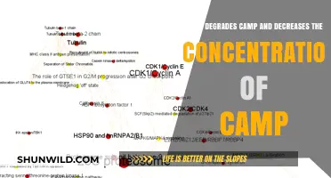Factors Degrading cAMP and Reducing Its Cellular Concentration Explained