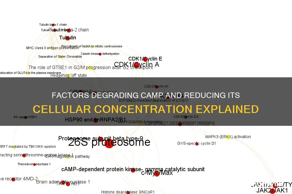 what degrades camp and decreases the concentration of camp
