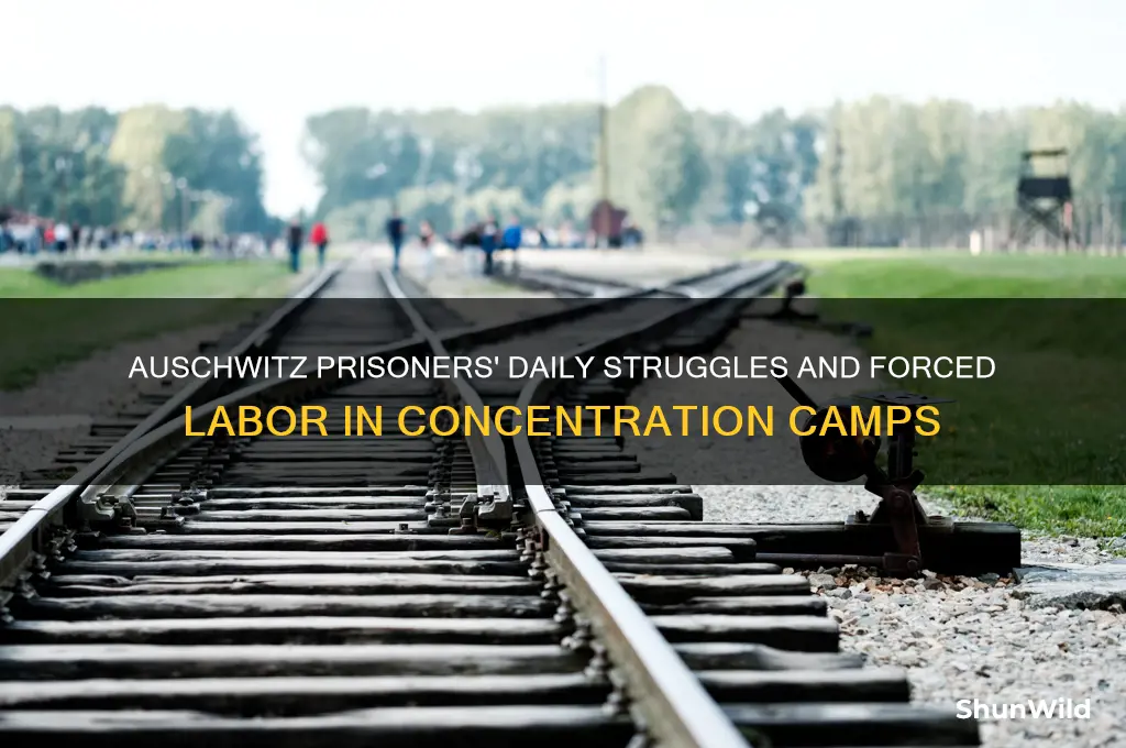 what did auschwitz prisoners do in the concentration camps
