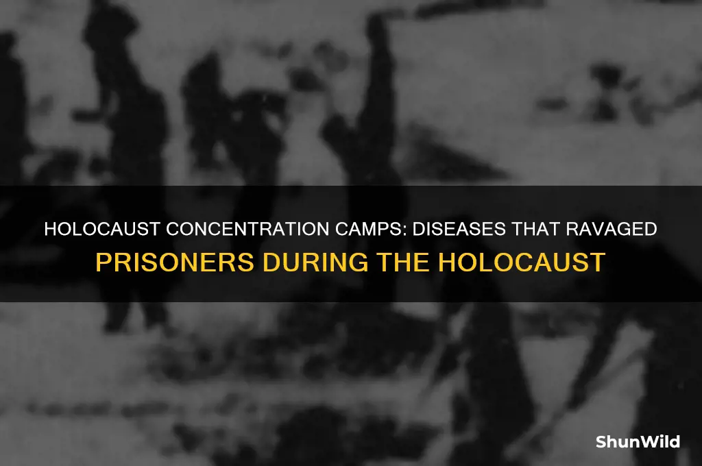 what diseases did concentration camps get in the holocaust