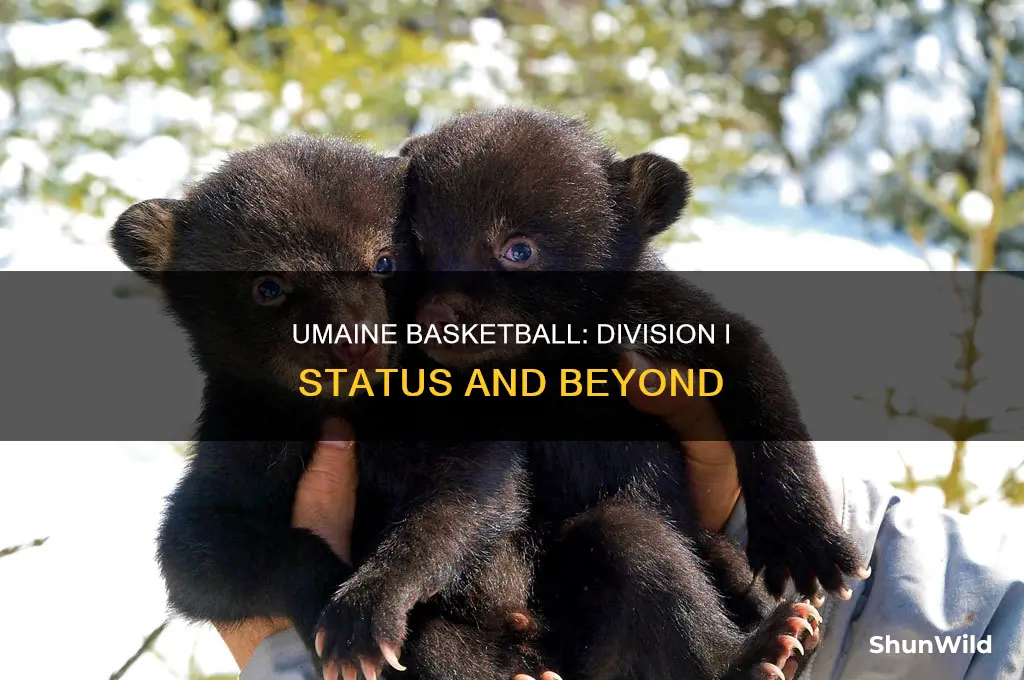 what division is umaine basketball