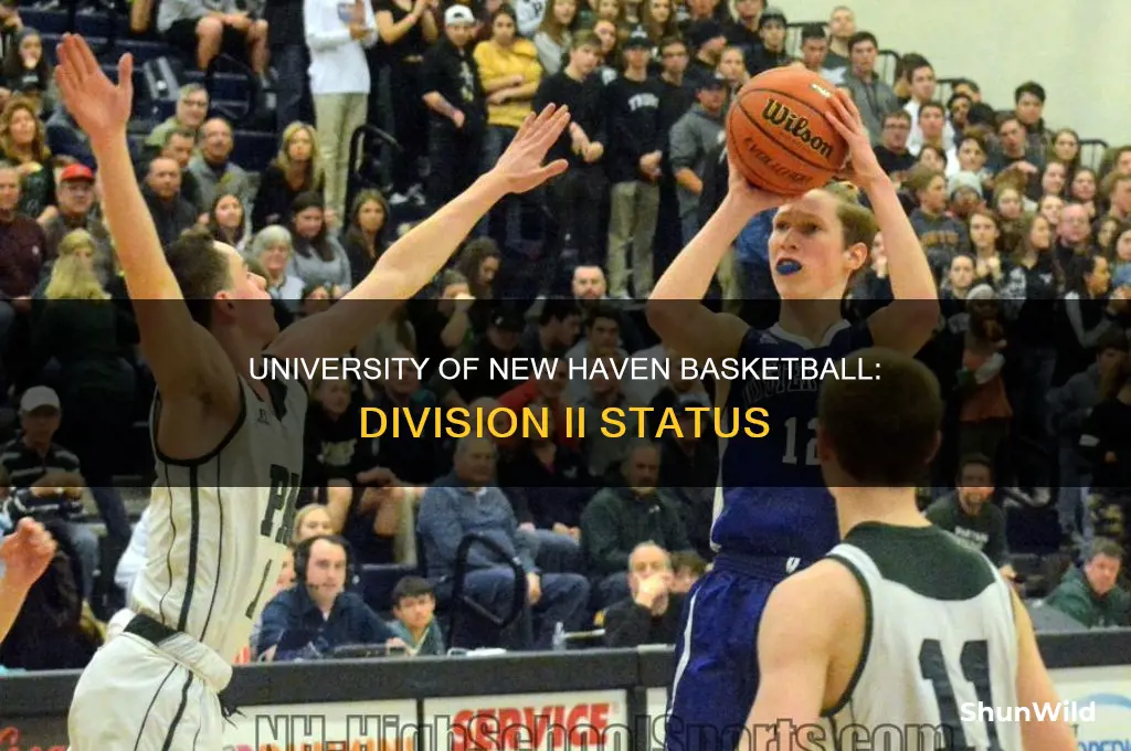 what division is university of new haven basketball